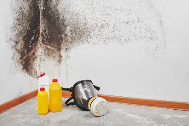 Best Fast Mold Removal  in Terrell Hills, TX
