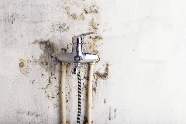  Terrell Hills, TX Mold Removal Pros