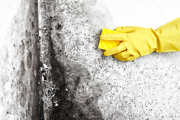 Best Mold Removal Near Me  in Terrell Hills, TX