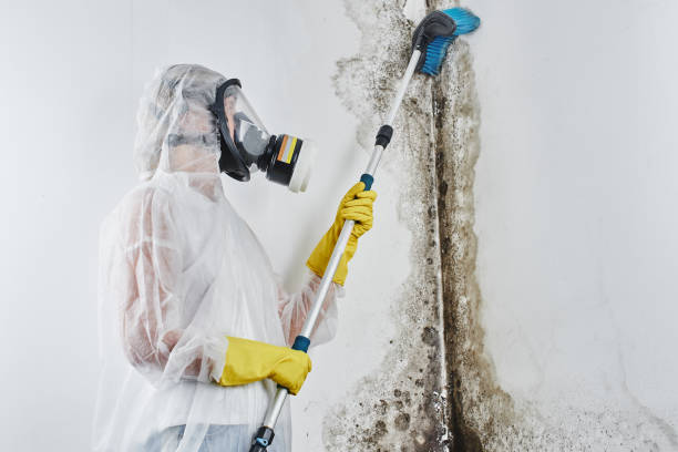Best Professional Mold Removal  in Terrell Hills, TX