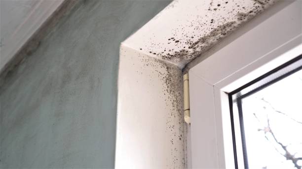 Best Crawl Space Mold Removal  in Terrell Hills, TX