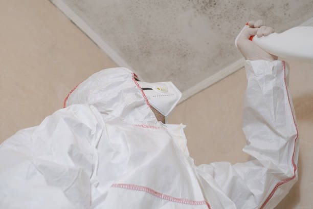 Best Black Mold Removal  in Terrell Hills, TX