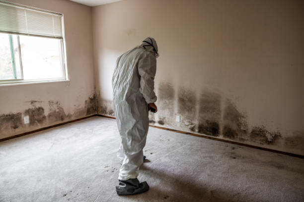 Best Attic Mold Removal  in Terrell Hills, TX