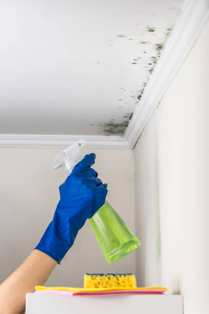 Best Local Mold Removal Service  in Terrell Hills, TX